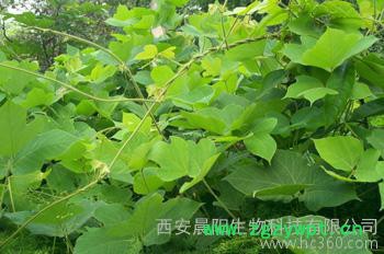 供应晨阳葛根提取物