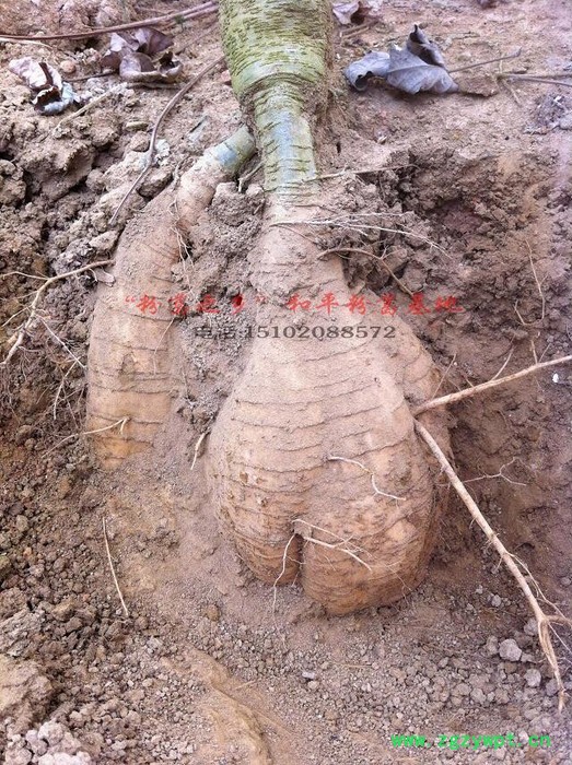 供应地方特产葛根水饺图2