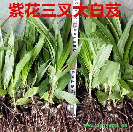 白芨种苗/白芨苗/紫花三叉大白芨/白及苗/白及种苗/紫花白芨图2