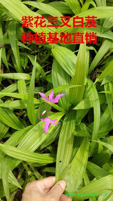 白芨种苗/白芨苗/紫花三叉大白芨/白及苗/白及种苗/紫花白芨图5