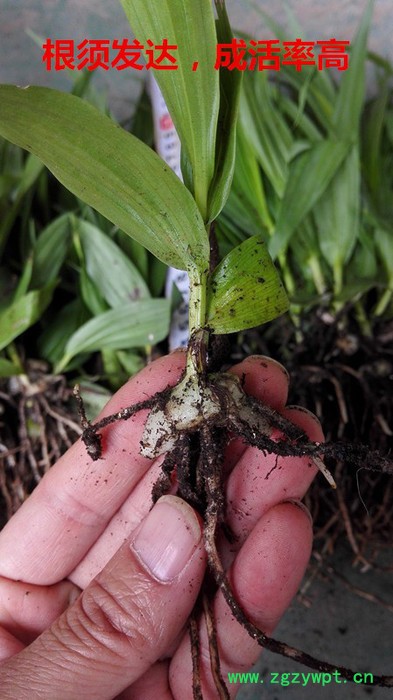 白芨种苗/白芨苗/紫花三叉大白芨/白及苗/白及种苗/紫花白芨图4