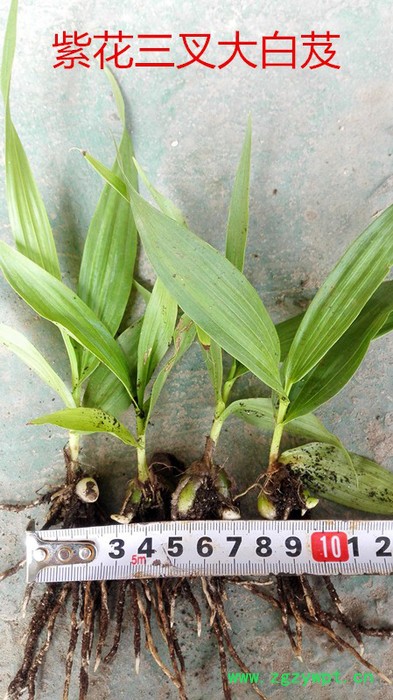 白芨种苗/白芨苗/紫花三叉大白芨/白及苗/白及种苗/紫花白芨图3