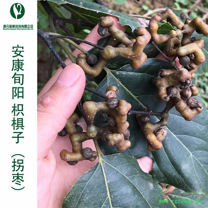 安康康元 葛根枳椇子解酒配方原料 解酒中药材配方图3