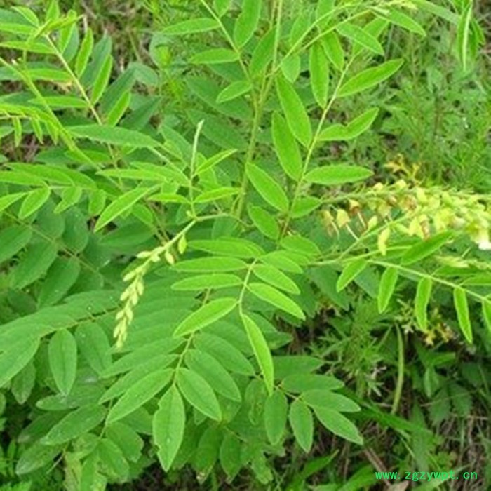 斯诺特 苦参粉 苦参喷雾干燥粉 生产厂家图4