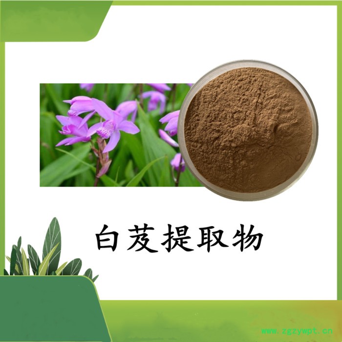 白芨提取物 斯诺特 可定制图3