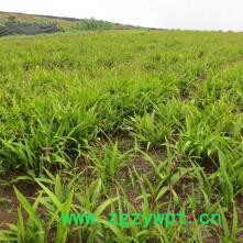 峻丰生物 白芨 乐山白芨图4