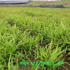 峻丰生物 白芨 乐山白芨图3