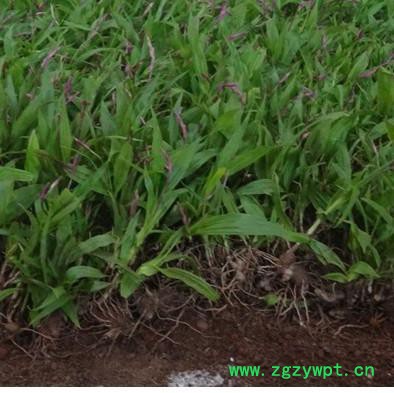 峻丰生物 白芨 乐山白芨图5