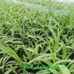 峻丰生物 白芨 乐山白芨图2