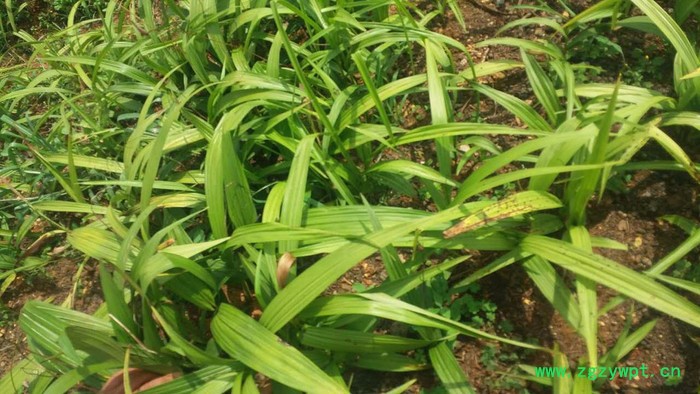 2800白山白芨种植技术白芨图片_云泽农业图3