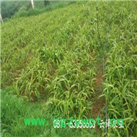 2800白山白芨种植技术白芨图片_云泽农业图4