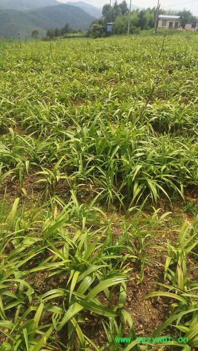 2800白山白芨种植技术白芨图片_云泽农业图5