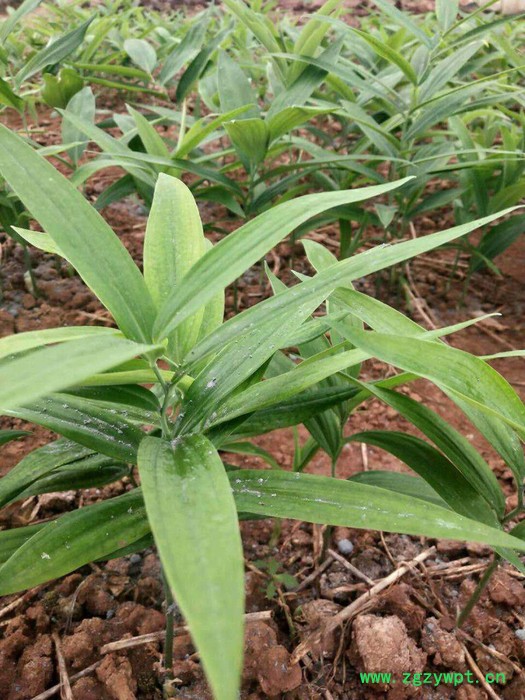 尚绿农业 白芨 白芨种苗图2