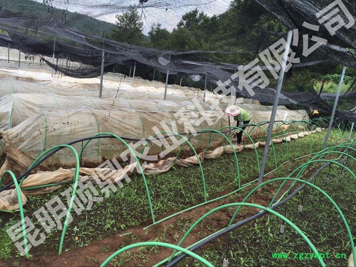 供应白芨种子 白芨种苗 包技术 包回收 种植基地 上门技术培训 重庆 四川 昆明 贵州 湖南图2