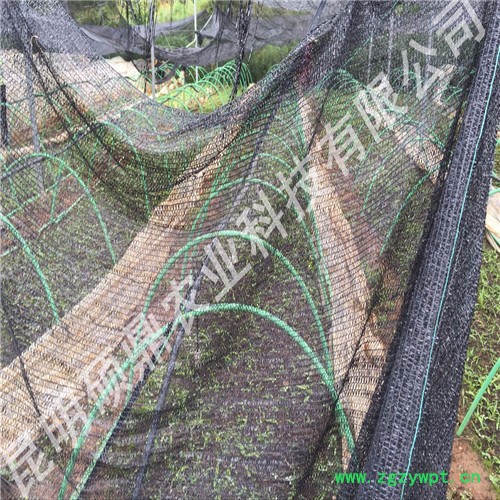 供应白芨种子 白芨种苗 包技术 包回收 种植基地 上门技术培训 重庆 四川 昆明 贵州 湖南图7