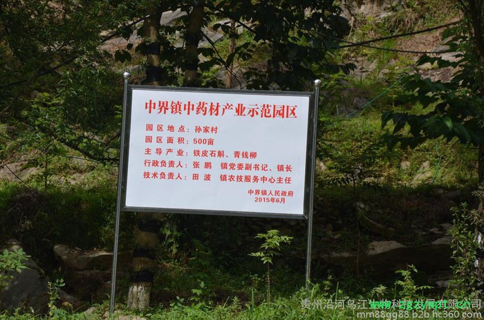 白及白芨白及训化苗种苗