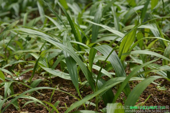 白及白芨白及训化苗种苗图5