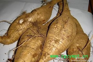 青润生物 专业生产葛根提取物10:1