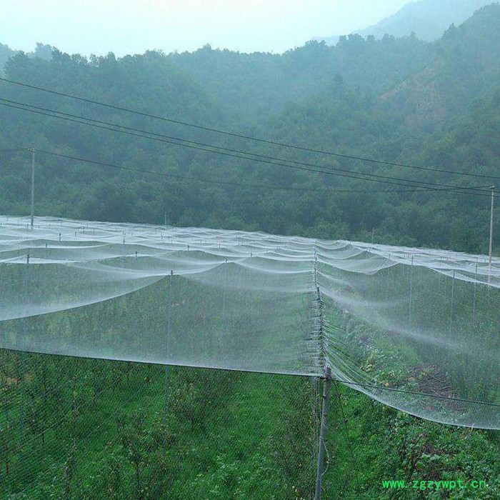 生产防鸟网 35米宽防鸟网 泥鳅养殖防鸟网 水蛭防鸟网图2