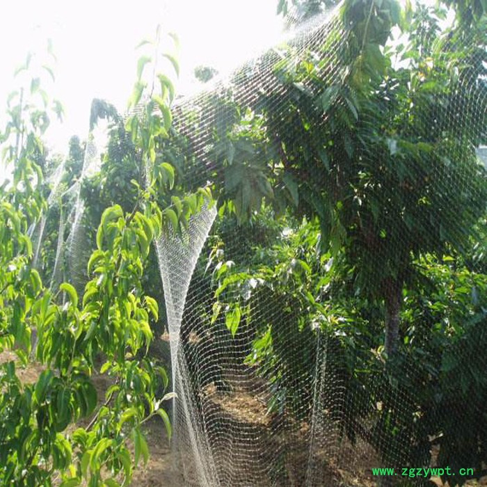 生产防鸟网 35米宽防鸟网 泥鳅养殖防鸟网 水蛭防鸟网图3
