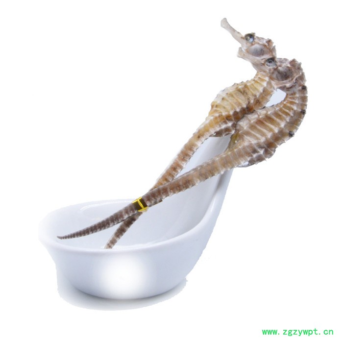 干货海马干无增重汤料海马一件代发量大价优泡酒料男性配方海马图2