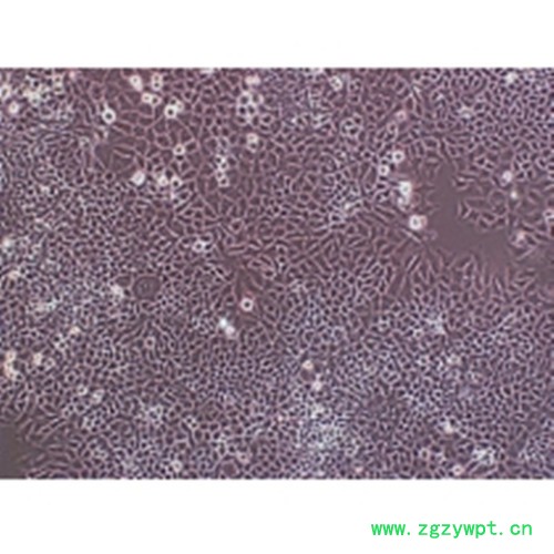 兔海马神经元图2