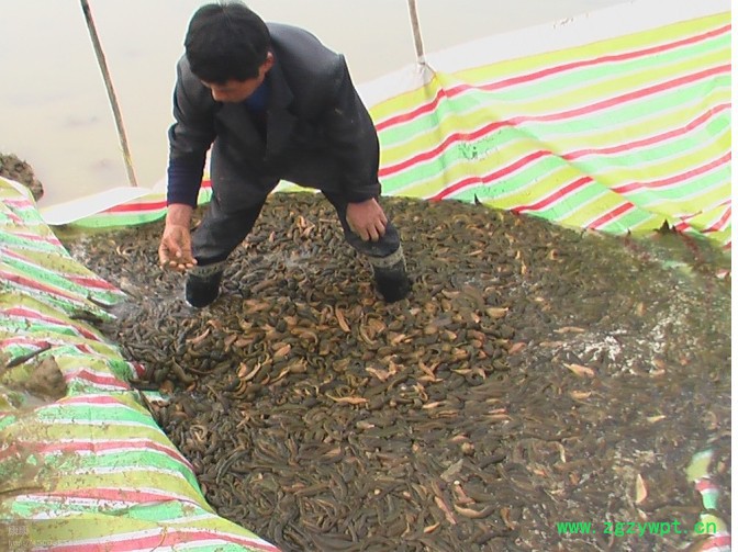 供应武汉银丰农科10号水蛭怎样繁殖和孵化银丰水蛭养殖