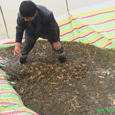 供应武汉银丰农科10号水蛭怎样繁殖和孵化银丰水蛭养殖