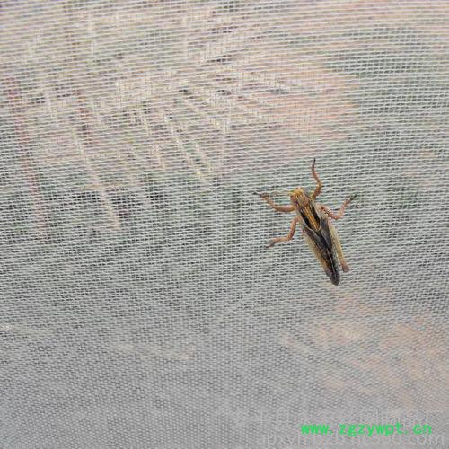 永宏  供应  30目40目50目60目  水蛭养殖网  蝗虫养殖网  养殖网图4