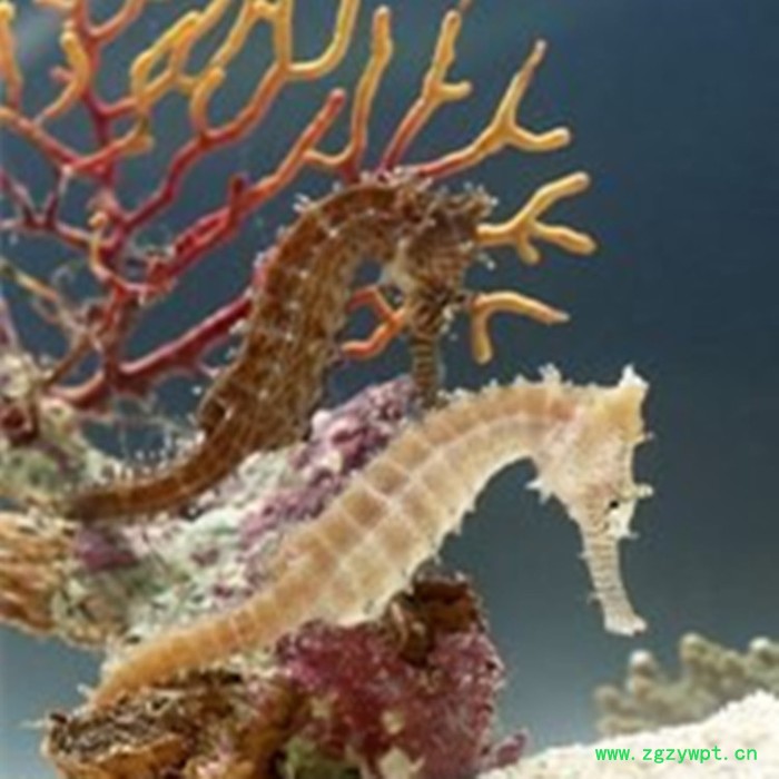 斯诺特 海马粉 海马喷雾干燥粉  生产厂家图4