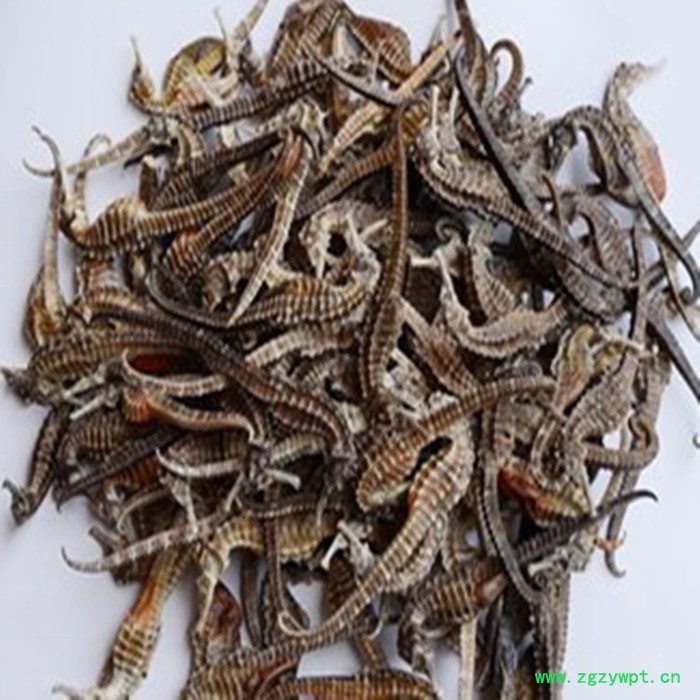 斯诺特 海马粉 海马喷雾干燥粉  生产厂家图2