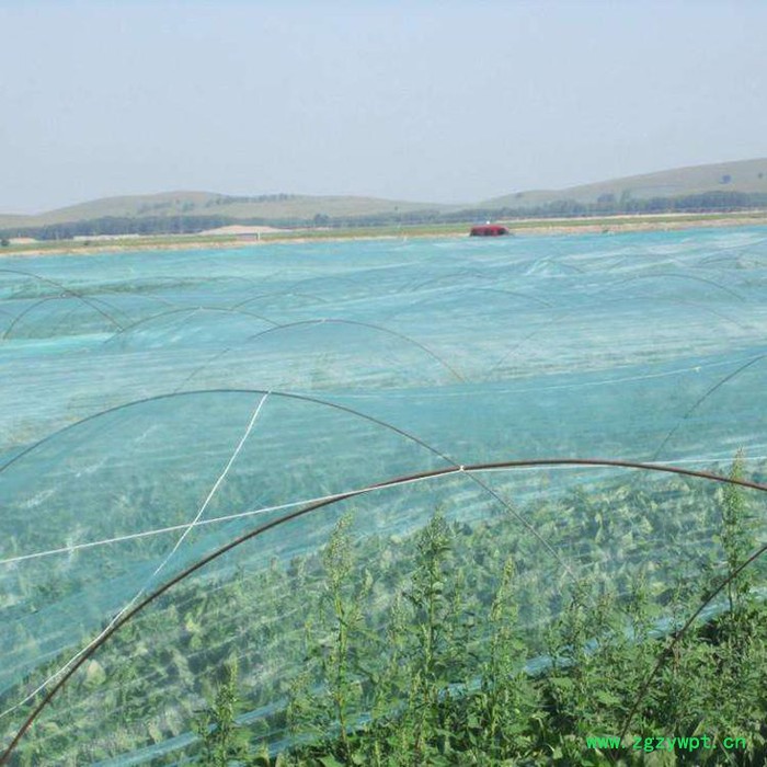 养殖泥鳅防鸟网  果园防鸟网批发  水蛭防鸟网  稻谷子防鸟网厂家图4