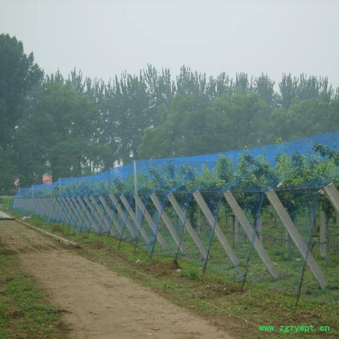 养殖泥鳅防鸟网  果园防鸟网批发  水蛭防鸟网  稻谷子防鸟网厂家图5