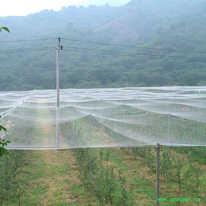 养殖泥鳅防鸟网  果园防鸟网批发  水蛭防鸟网  稻谷子防鸟网厂家图6