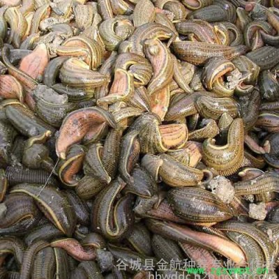 水蛭|养殖技术(图)|水蛭养殖技术