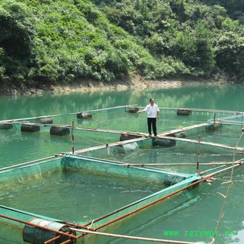 **养殖网   泥鳅养殖网   水蛭养殖网  品质保证图2