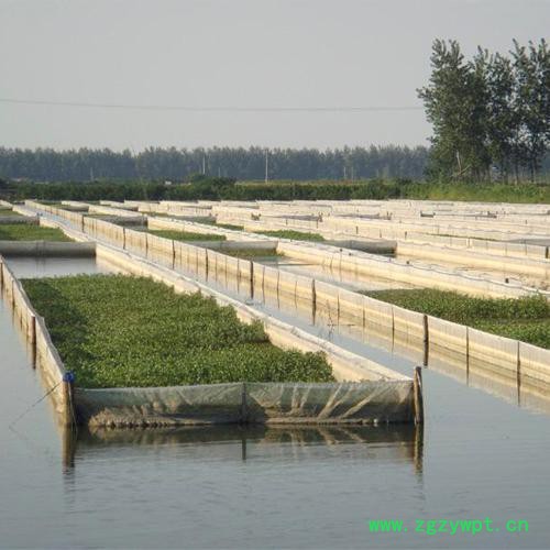**养殖网   泥鳅养殖网   水蛭养殖网  品质保证图3
