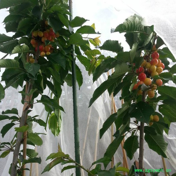 铭湾 泥鳅养殖防鸟网 水蛭防鸟网 稻田防鸟网 枸杞防鸟网 樱桃园防鸟网图2