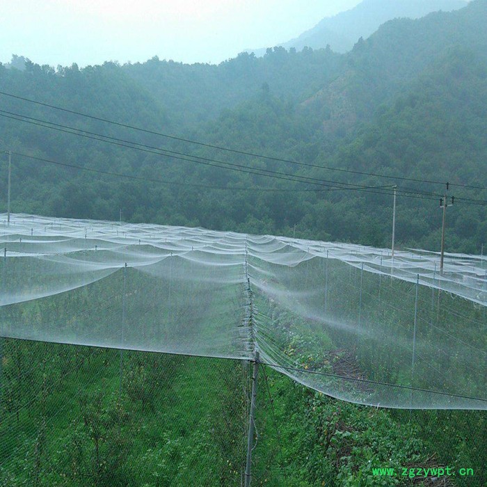 铭湾 泥鳅养殖防鸟网 水蛭防鸟网 稻田防鸟网 枸杞防鸟网 樱桃园防鸟网图5