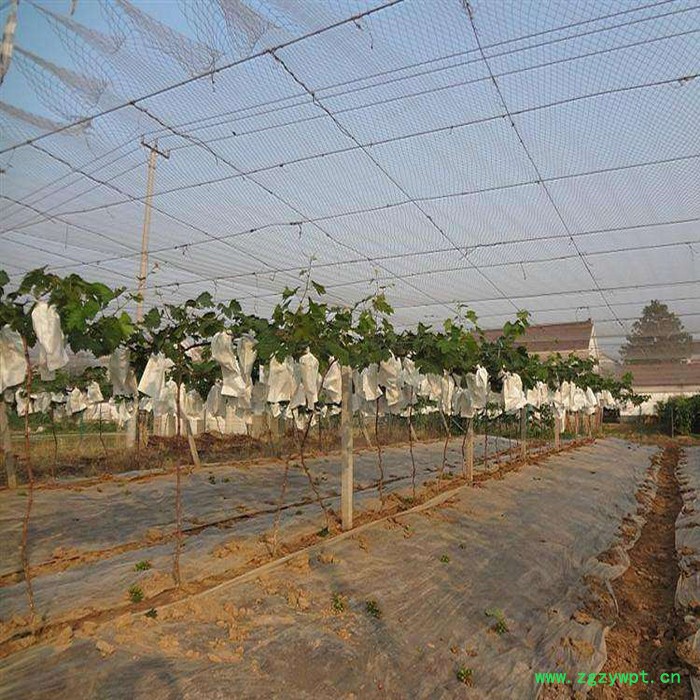 铭湾 泥鳅养殖防鸟网 水蛭防鸟网 稻田防鸟网 枸杞防鸟网 樱桃园防鸟网图6