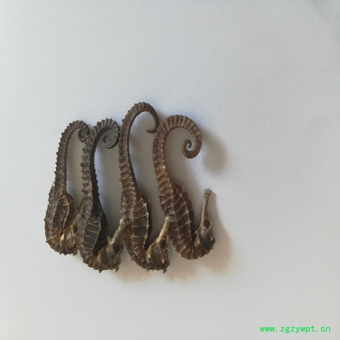 清水海马干,10克无增重规格齐全,泡酒料男滋补图3