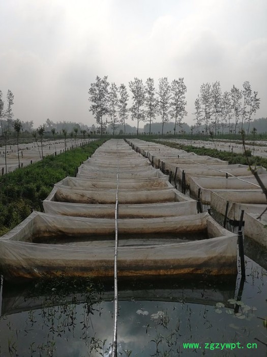 水蛭蚂蝗 清水吊干图7