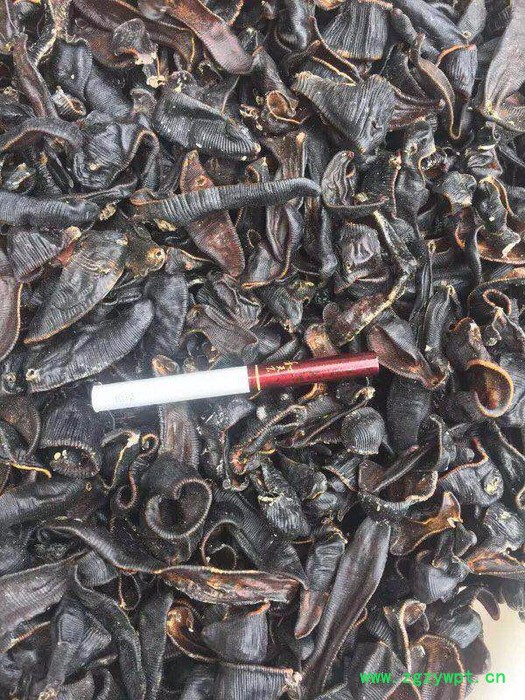 水蛭蚂蝗 清水吊干图2