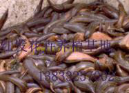 水蛭  水蛭苗 宽体金线水蛭种苗图2