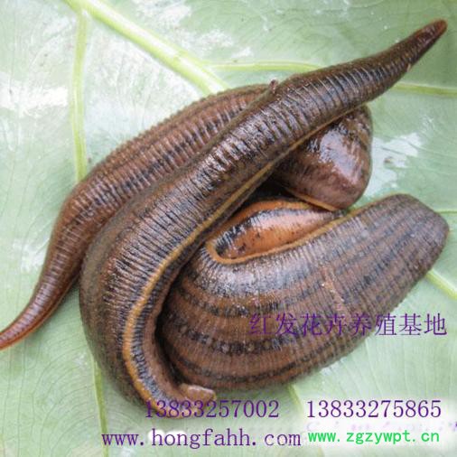 水蛭  水蛭苗 宽体金线水蛭种苗