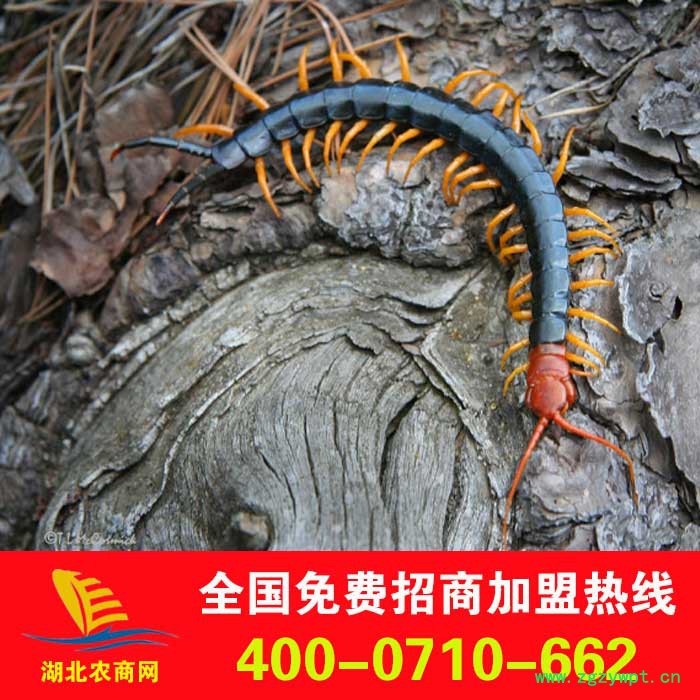金头 蜈蚣种苗/红头蜈蚣/金头蜈蚣/蜈蚣活体、免费提供技术图3