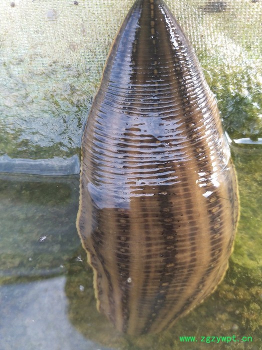 水蛭 水蛭种苗图8