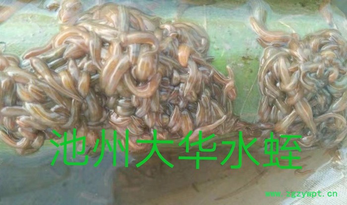 水蛭 水蛭种苗图3