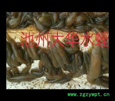 水蛭 水蛭种苗图4