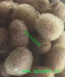 水蛭 水蛭种苗图2